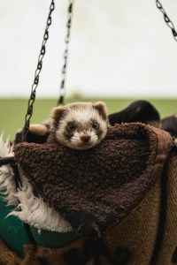 https://unsplash.com/photos/white-and-black-ferret-in-the-bag-hwqmbpDZkNI?utm_source=unsplash&utm_medium=referral&utm_content=creditShareLink